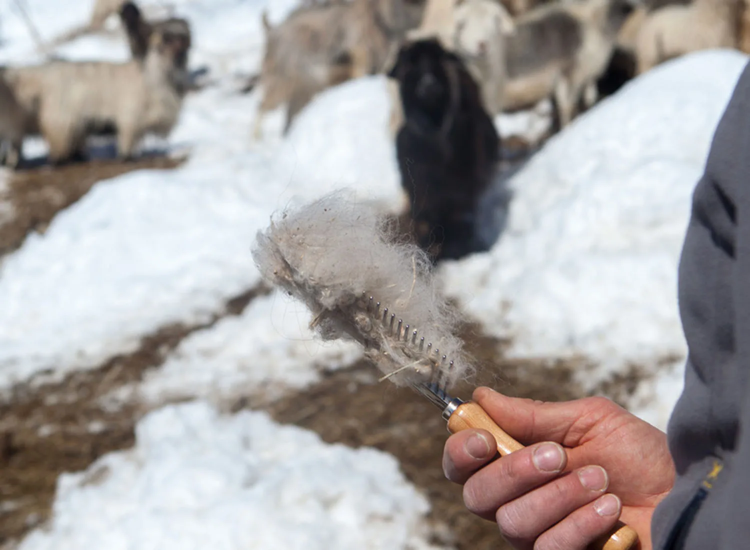 A Nostro Mizoun — photo 14