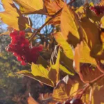 Gorgoli — photo 10