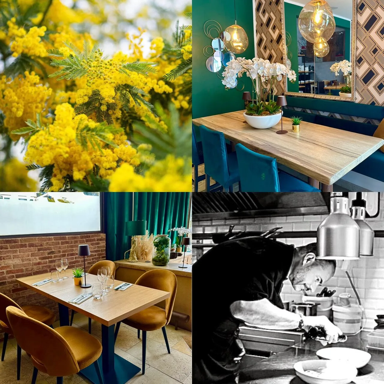 Mimosa — photo 11