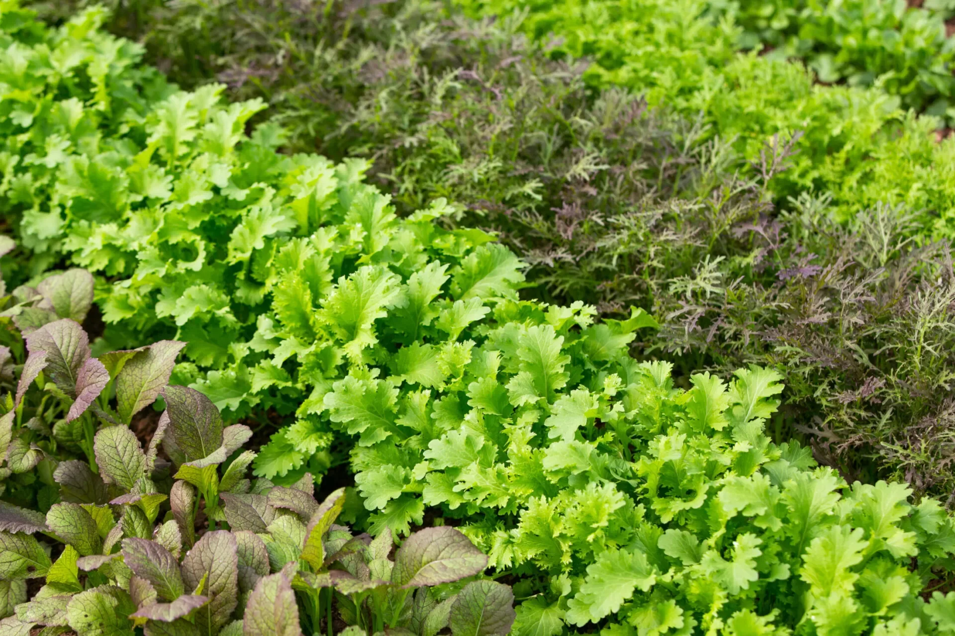 Fernery — photo 109