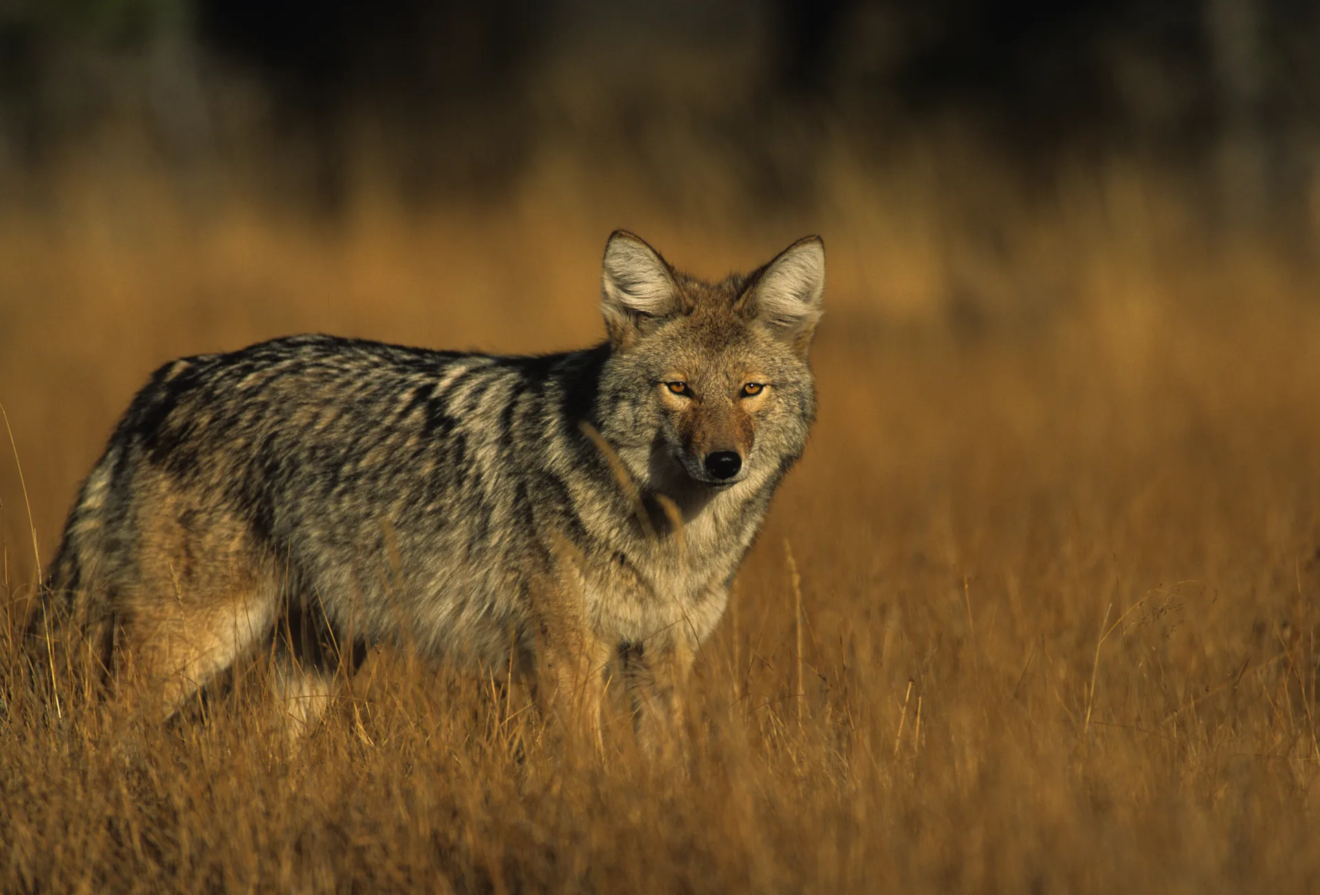 Coyote Café — photo 44