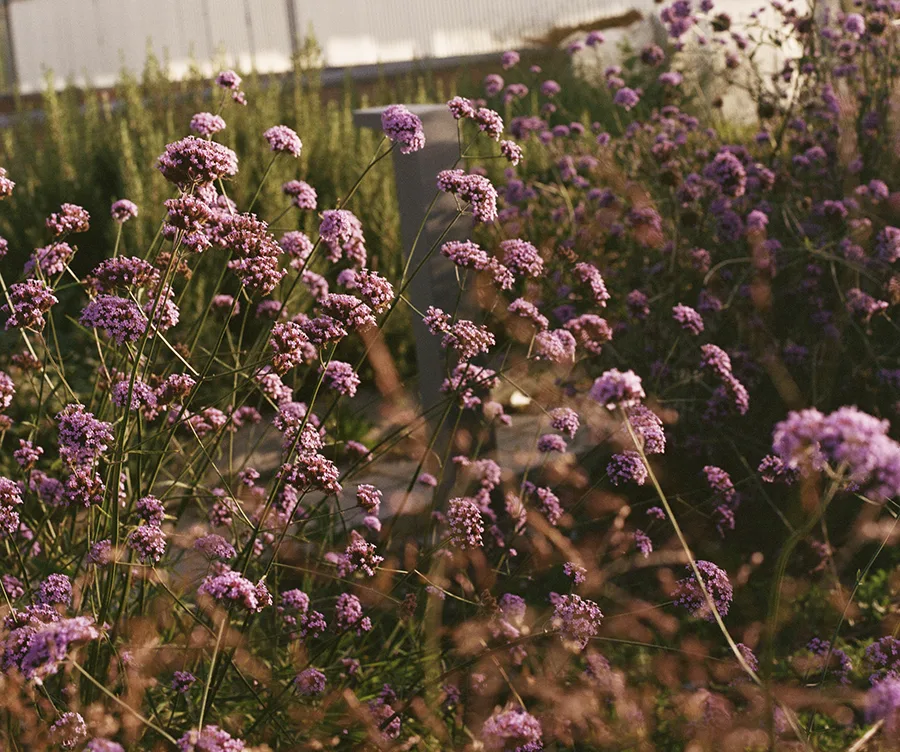 Freia — photo 4