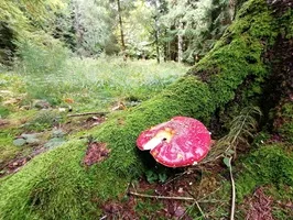 WaldherrAlm — photo 22