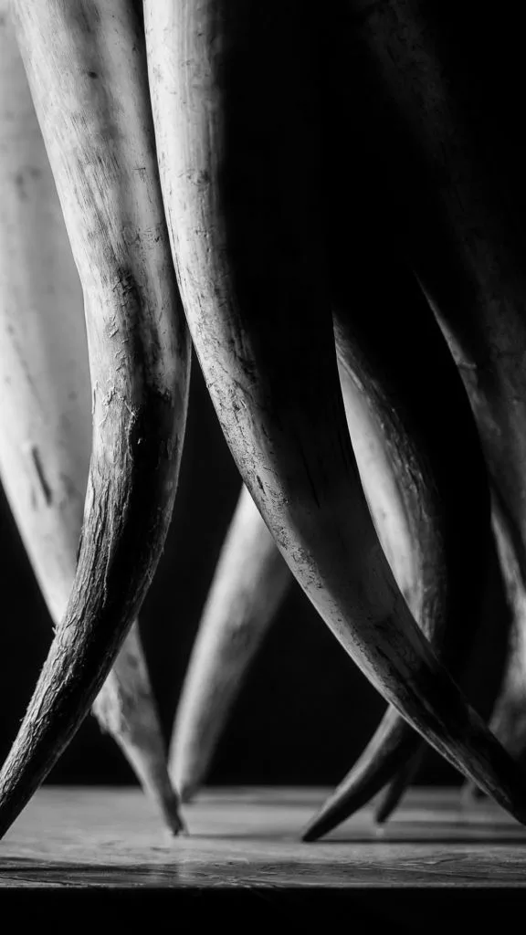 Cuchara — photo 4