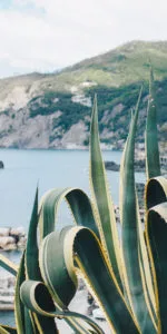 L'Agave — photo 4