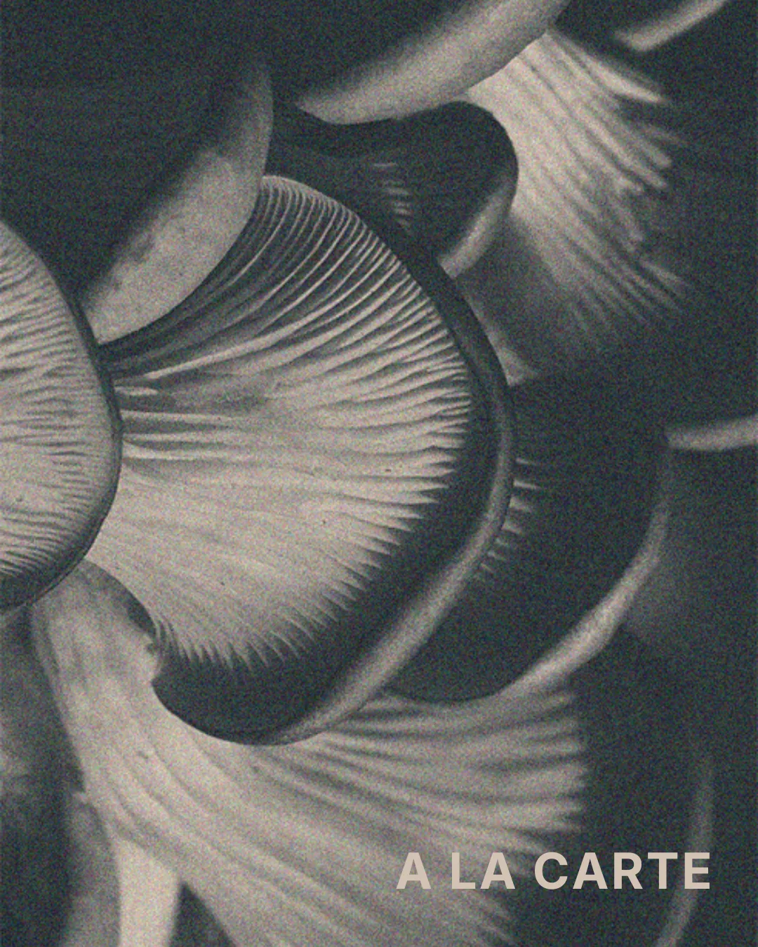 L'Ostrica — photo 8