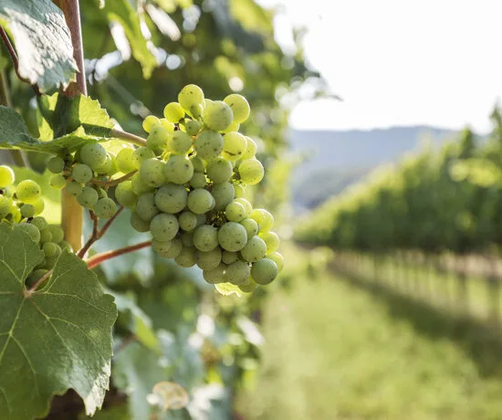 Weingut Nigl — photo 17