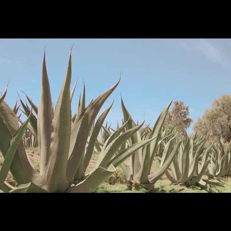 Mezcaleria Alma — photo 4
