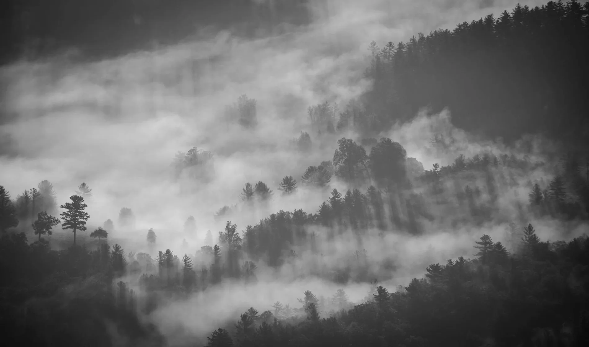 Heiderand — photo 4