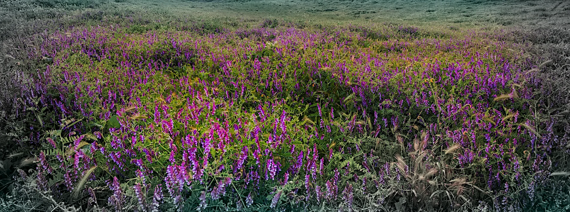 Vetch — photo 19