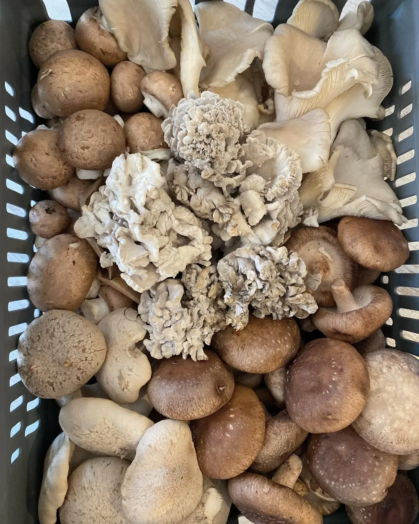 Nisch — photo 17