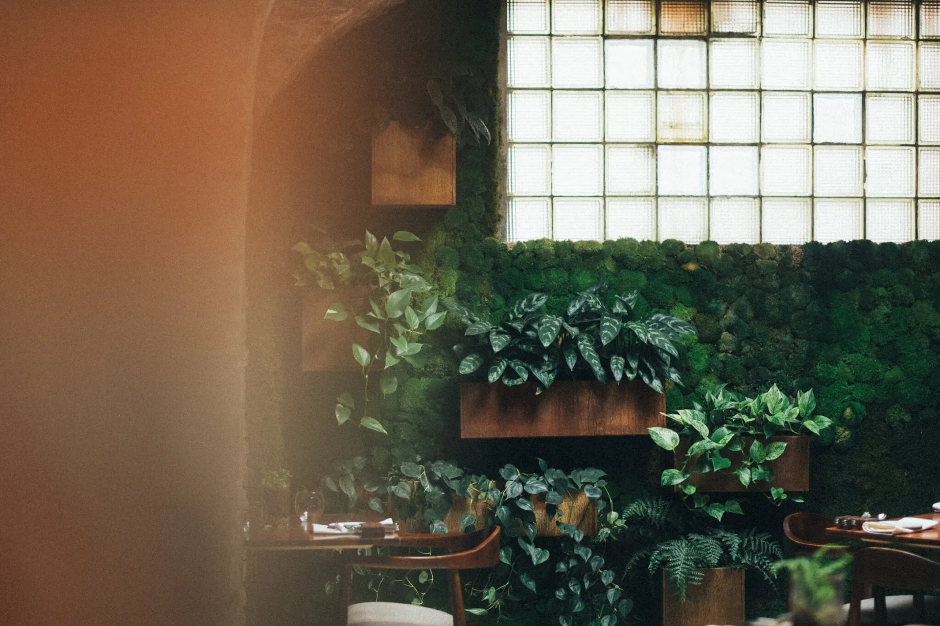 alchemilla — photo 13