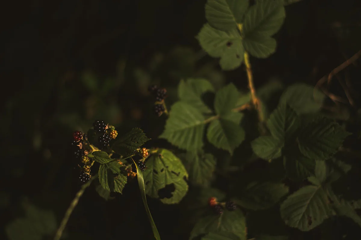 irori — food