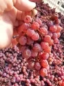 Agritur Calvola — photo 69