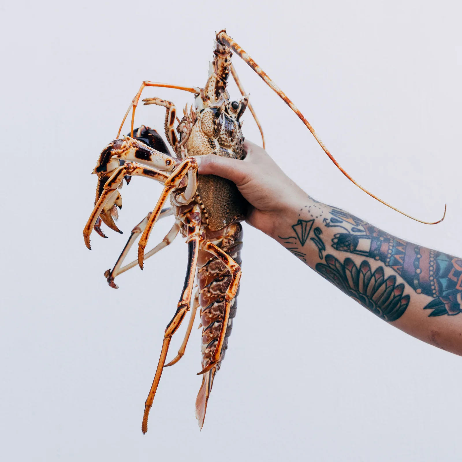 Nannini — food