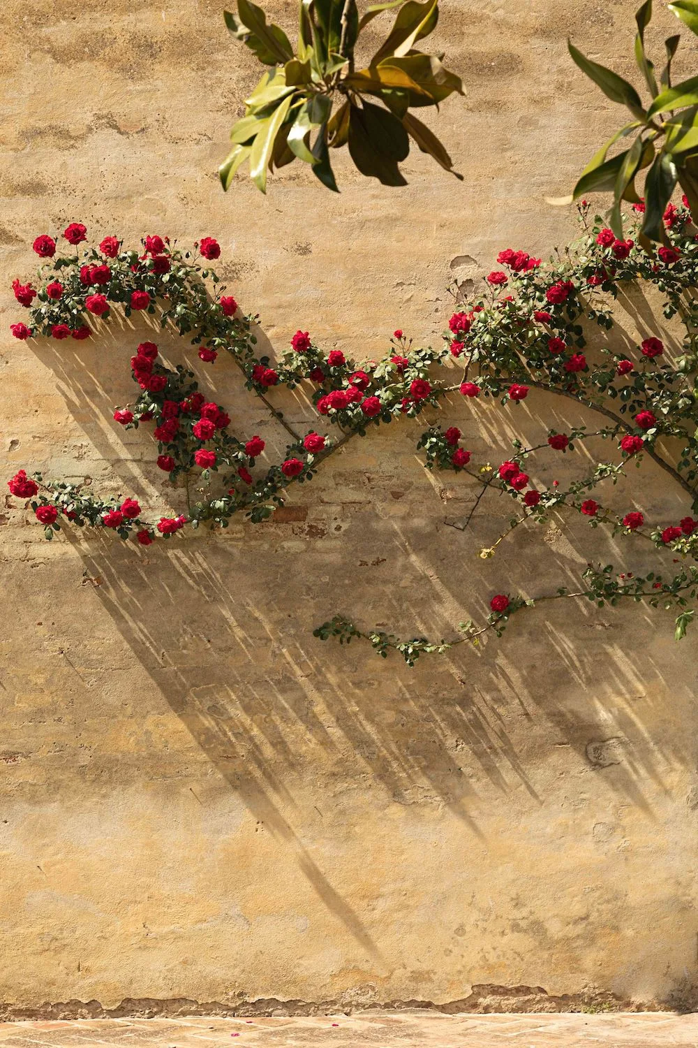 Il Canto — photo 16