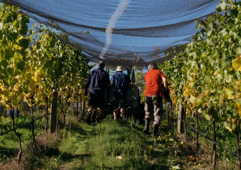 Monte Christo Winery — photo 77