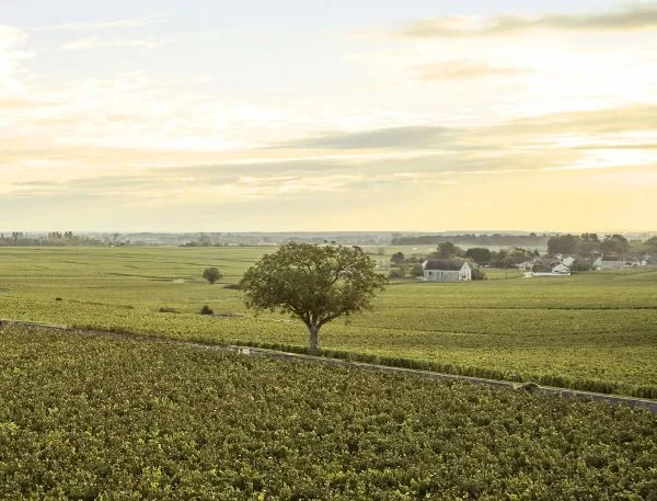 Le Montrachet — photo 35