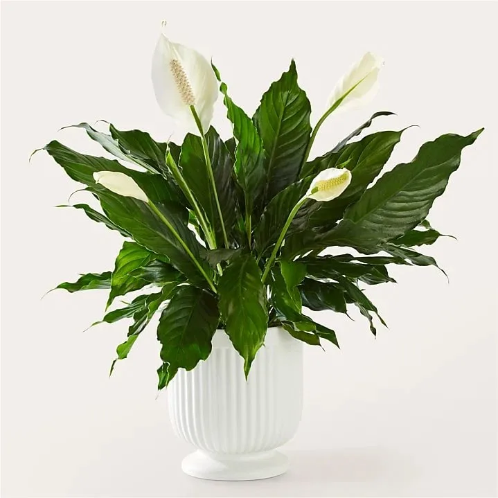 Lillies — photo 6