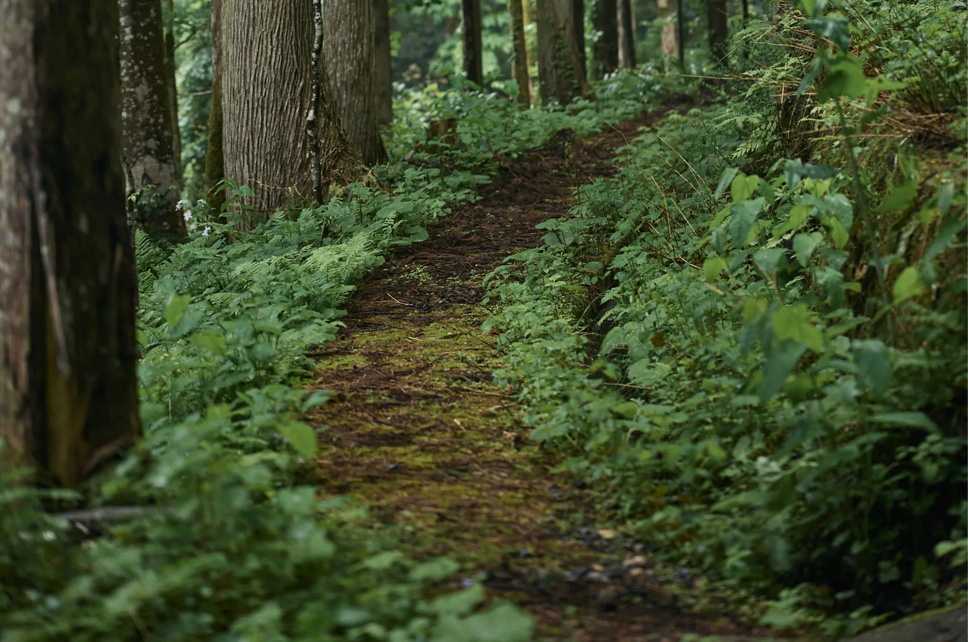Saryo Somamichi — photo 6