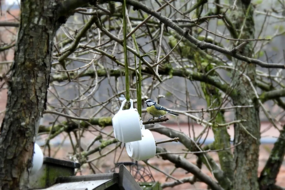 Gasthaus Zum Grünen Baum — photo 47