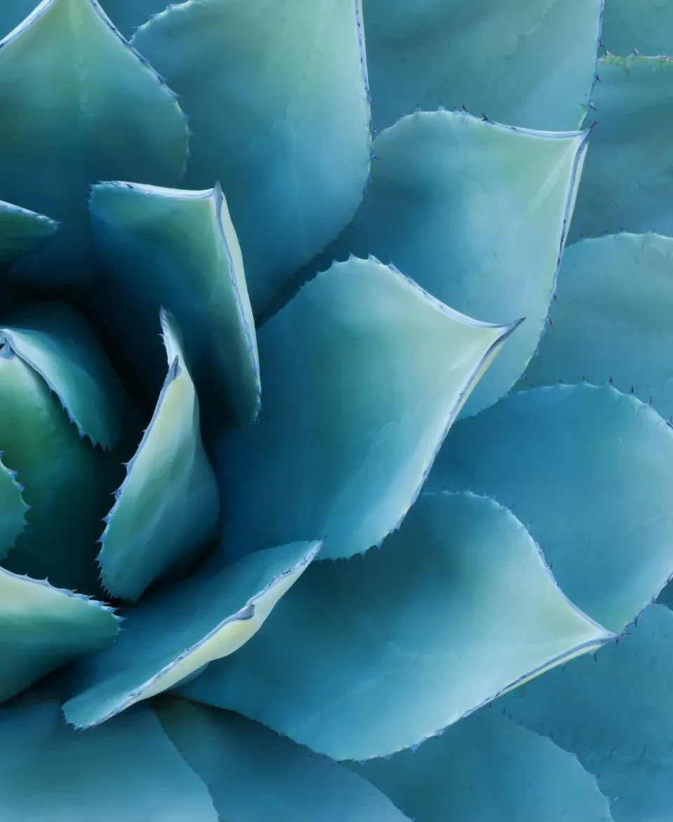 Agave — photo 7