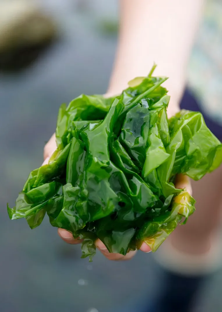 Datil — food