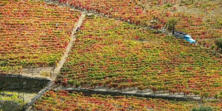 Le Montrachet — photo 57