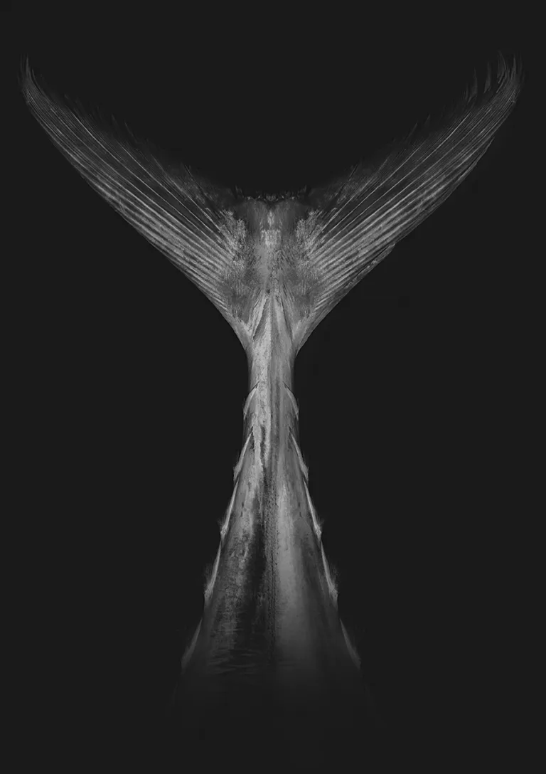 Tuna by Martin Gimenez Castro — photo 14