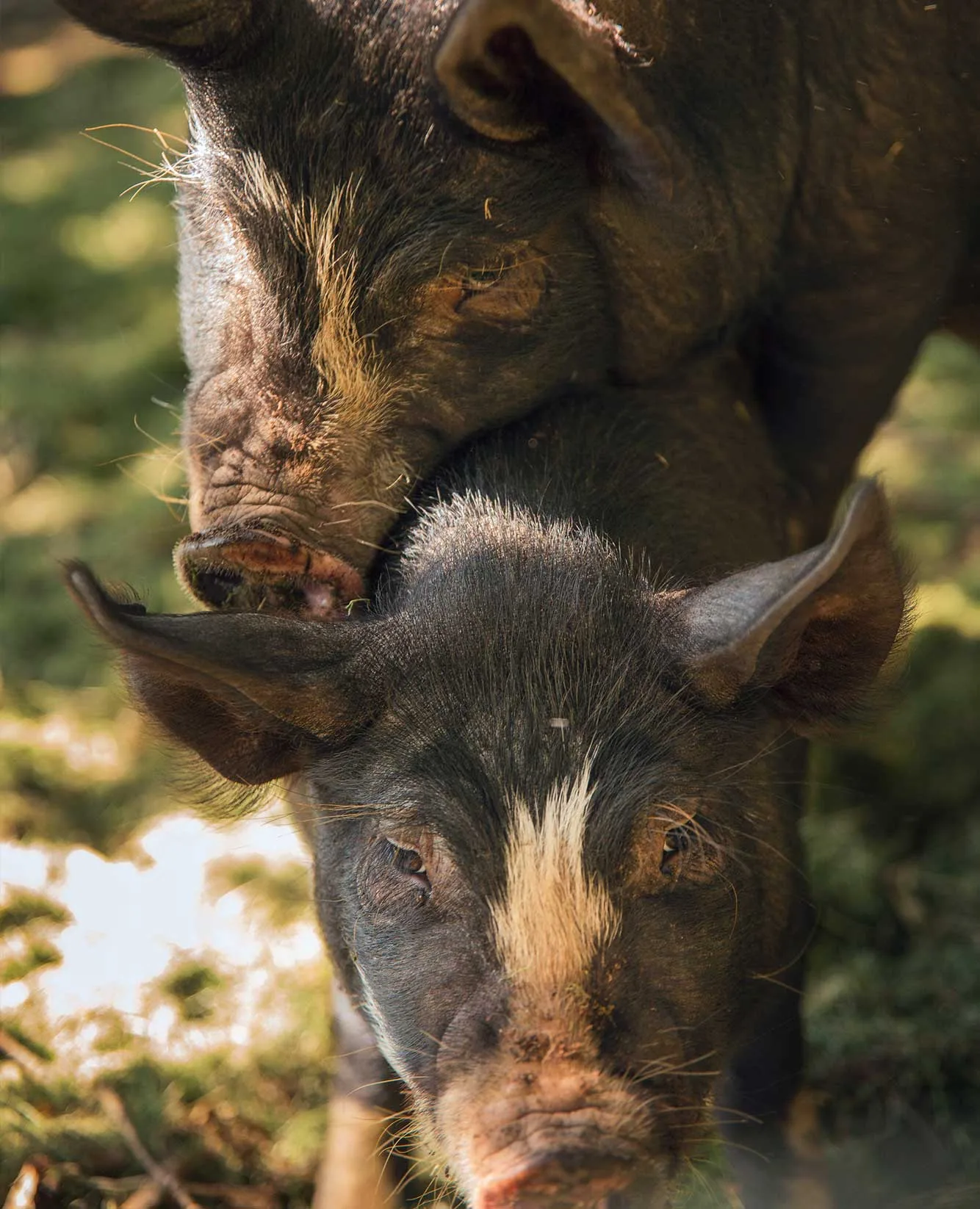 The Two Pigs — photo 4