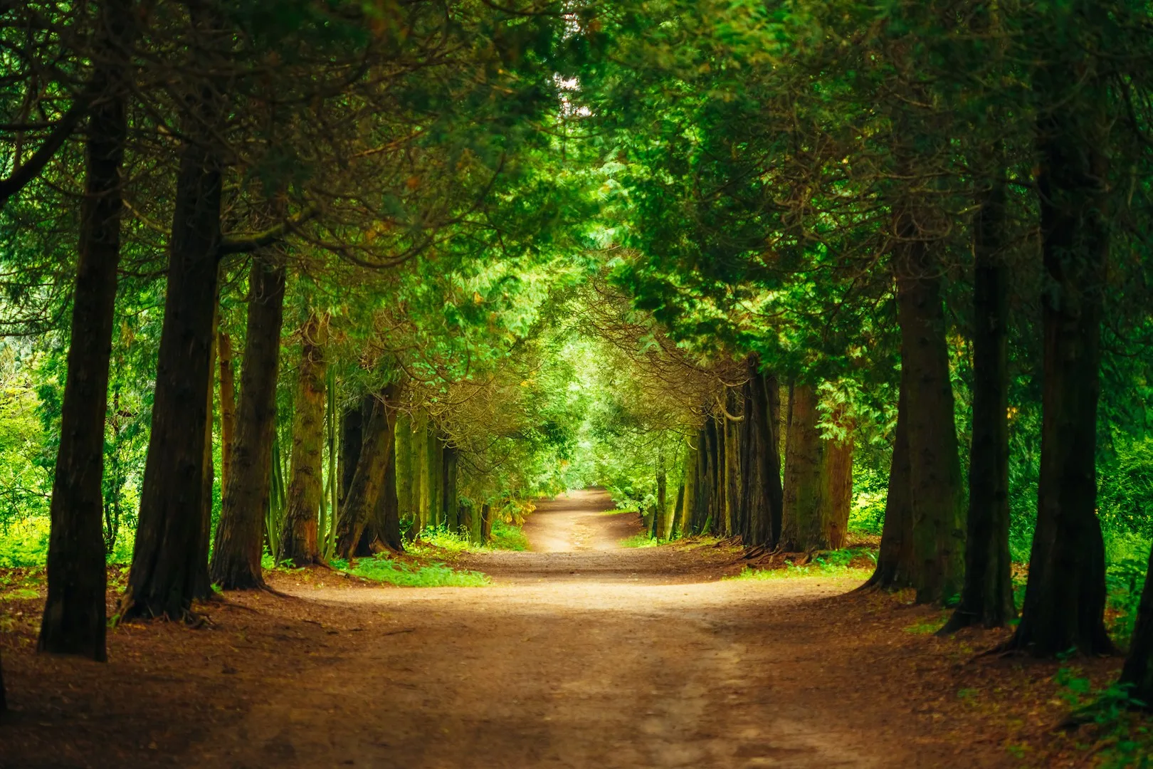 Au Cœur de la Forêt — atmosphere