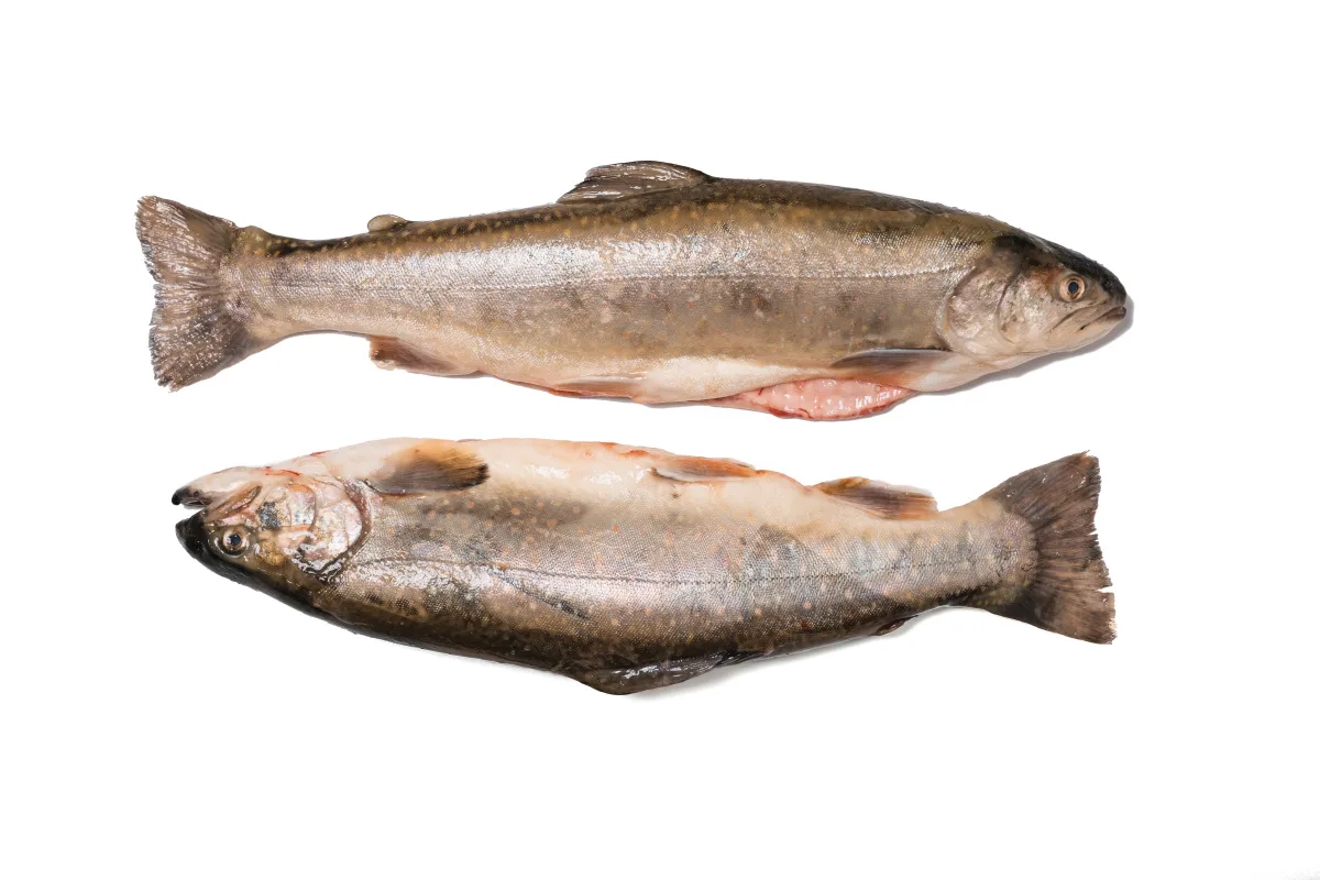Atlantik Fisch — photo 75
