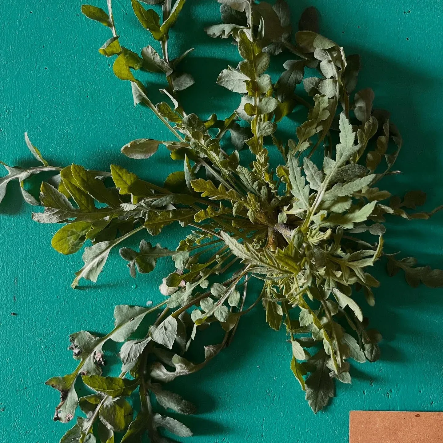 Cucina — photo 18