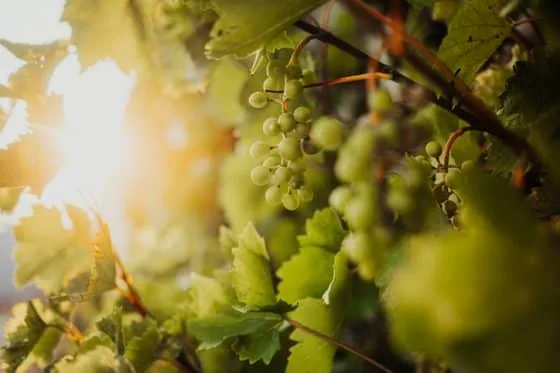 Vineyard — photo 27