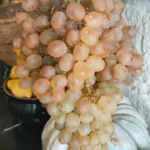 Gorgoli — photo 9