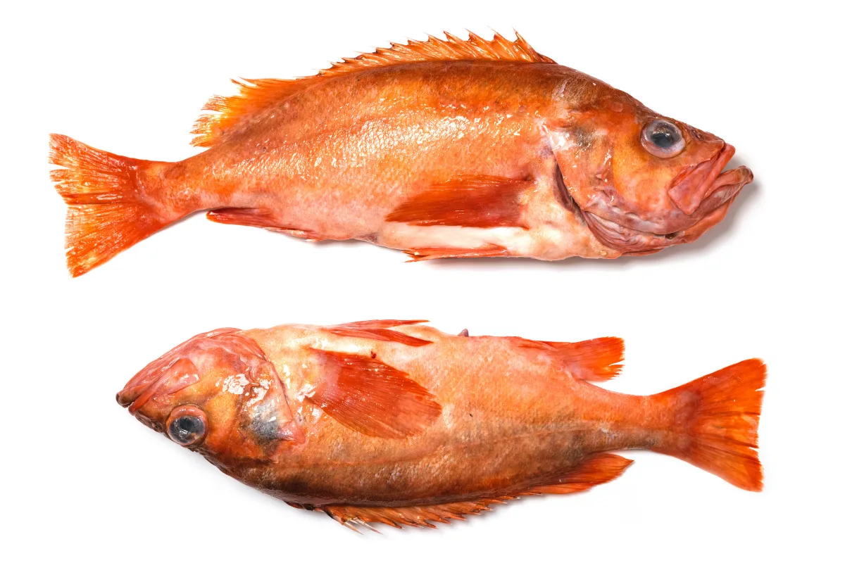 Atlantik Fisch — photo 90