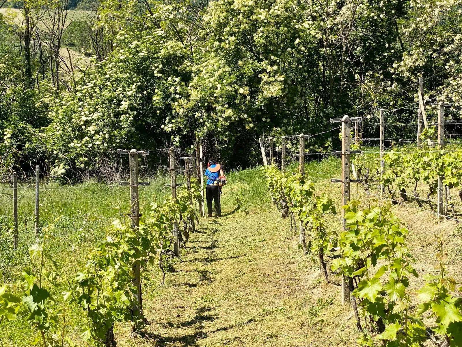 Agriturismo Bottega di Rosanna — photo 14