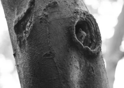 Eulalie — photo 33