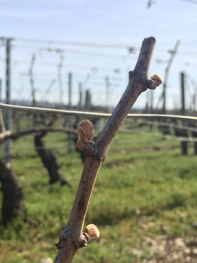Les Trois Bourgeons — atmosphere