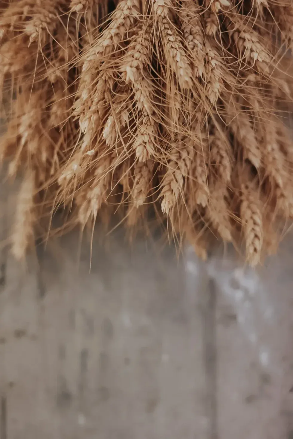 Polea — photo 12