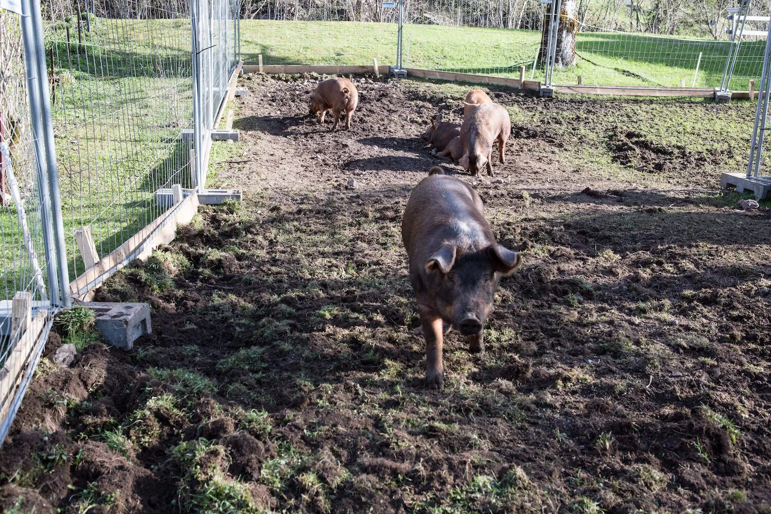 Biohotel Schwanen — photo 94
