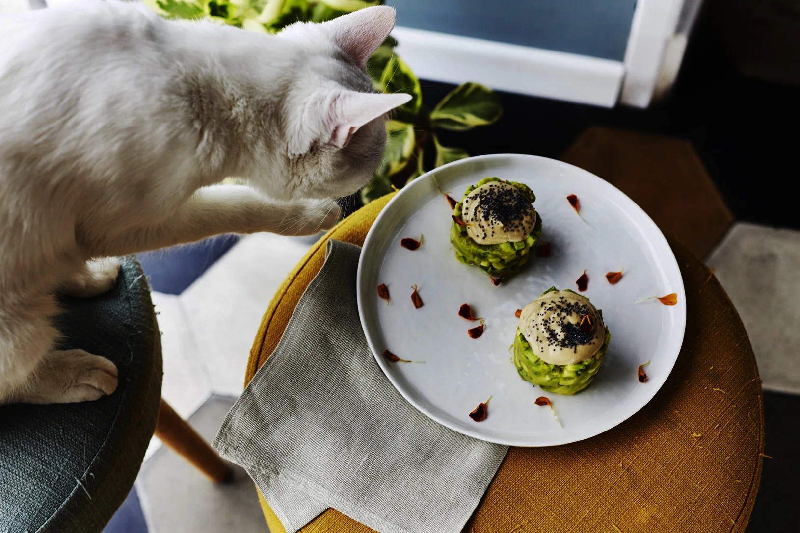 Romeow Cat Bistrot — photo 34