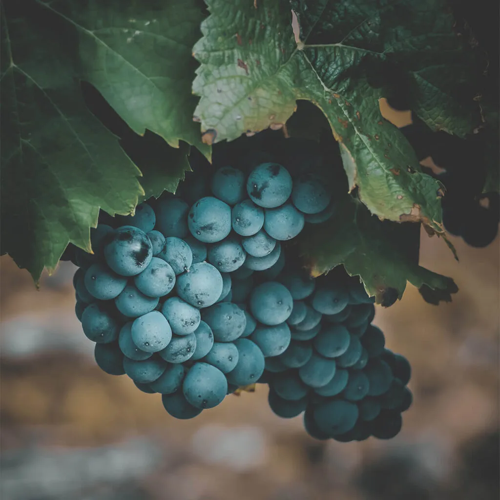 Primitivo Kuchnia i Wino — photo 4