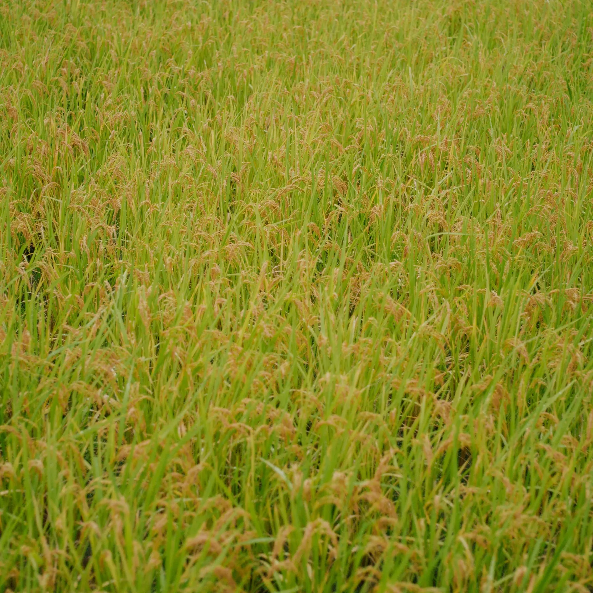 Tan — photo 21