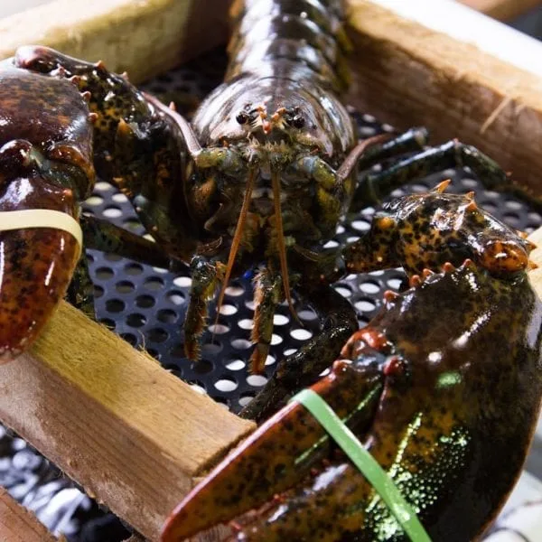New England Lobster Eatery, Millbrae